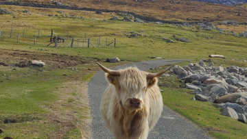 White highland cow on paved road with mountain behind