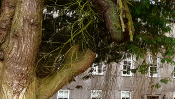 car park at castle house with large tree to side