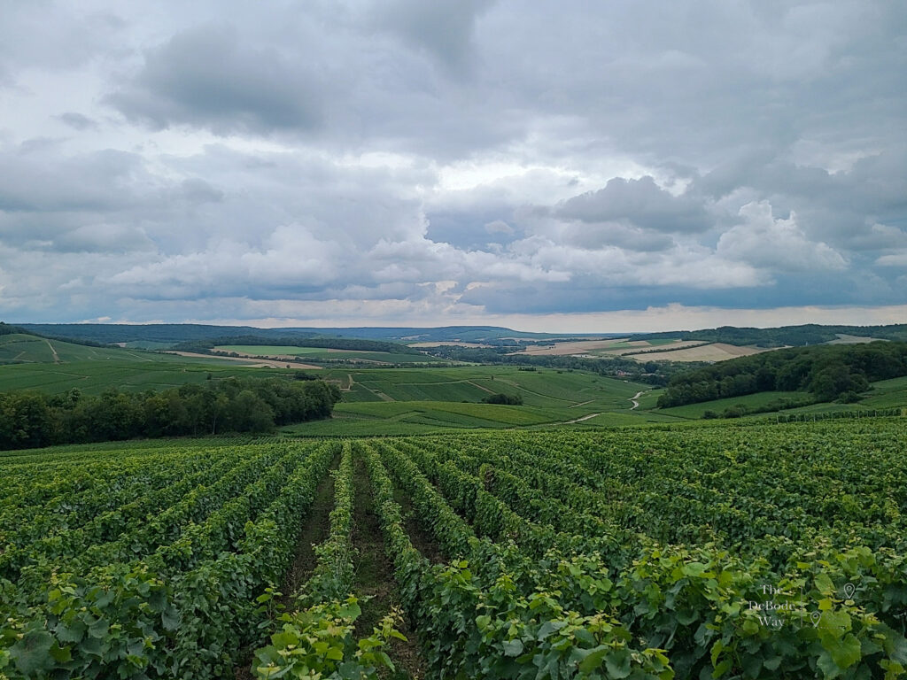 The green rolling hills of grape vines in Champagne, France