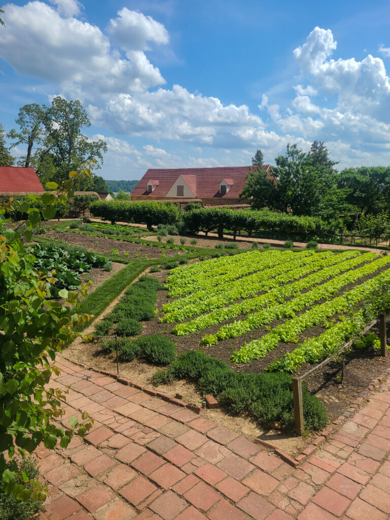 The kitchen garden at Mount Vernon