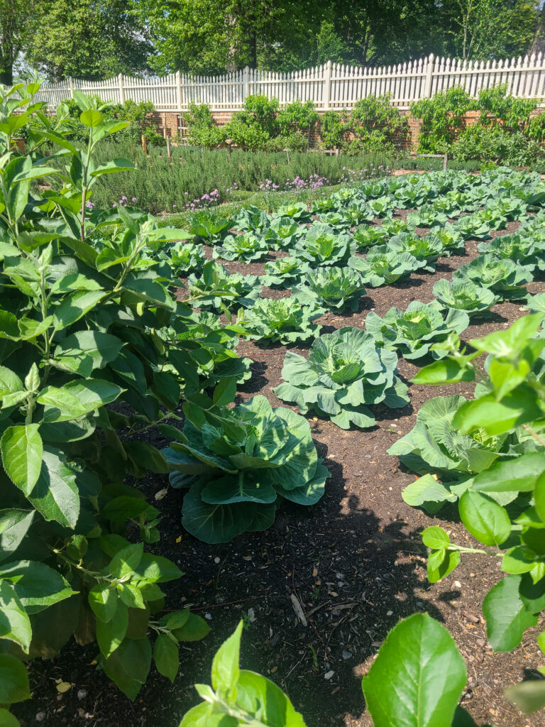 Cabbages in rows in the kitchen garden at Mount Vernon