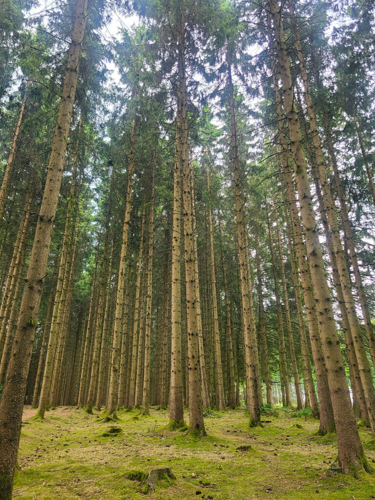 The Ardennes Forest's trees stand tall and straight in eastern Belgium.