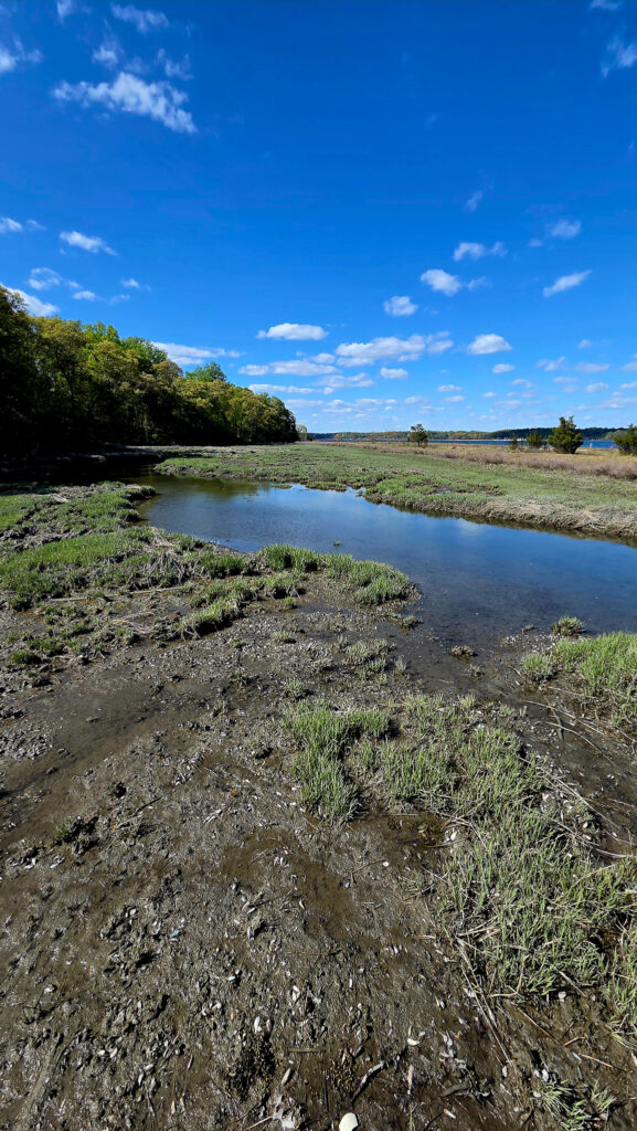 Tons of oysters in the marshes along Oyster Bay at Sagamore Hill